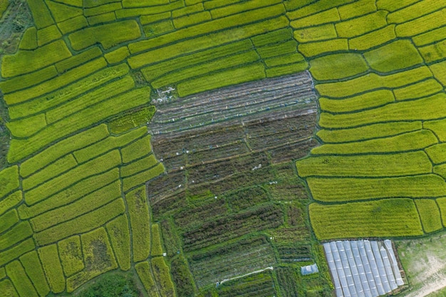 Scenics view of terrace field on hills