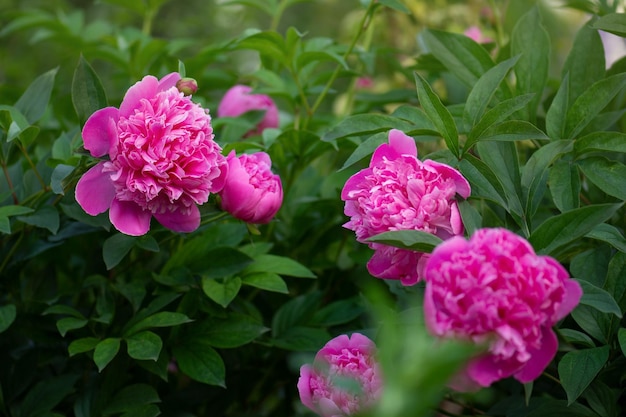 Scented pink peonies Pink trendy colored peony