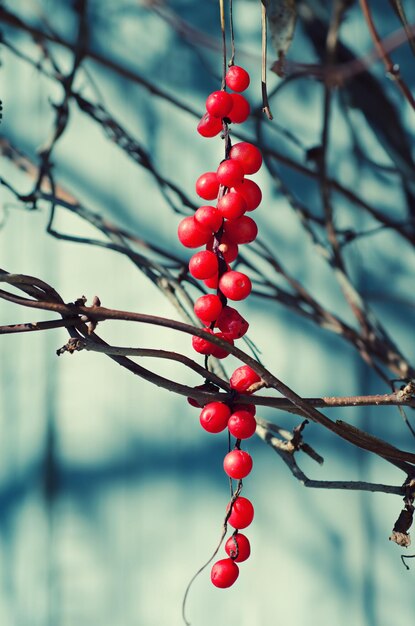 Photo schisandra  berries against wooden blue desk, autumn natural background