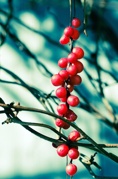 Photo schisandra berries