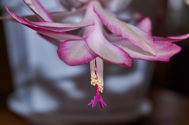 Schlumbergera bloomed to the cold in late autumn Schlumbergera is a genus of epiphytic cacti