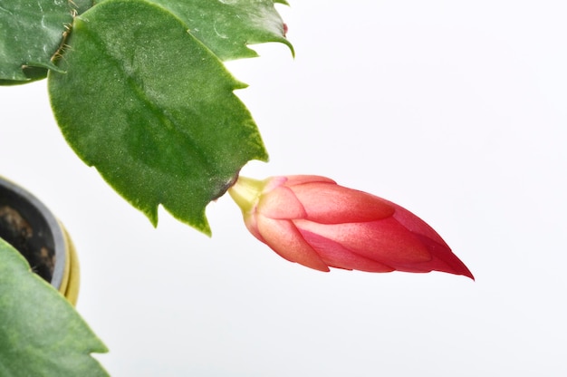 Schlumbergera flowers on a white background