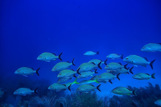 school of fish underwater photo, Gulf of Mexico, Cancun, bio fishing resources