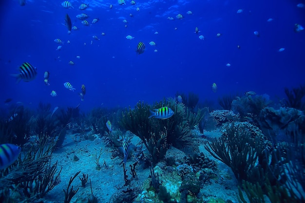 school of fish underwater photo, Gulf of Mexico, Cancun, bio fishing resources