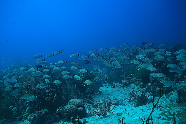 school of fish underwater photo, Gulf of Mexico, Cancun, bio fishing resources