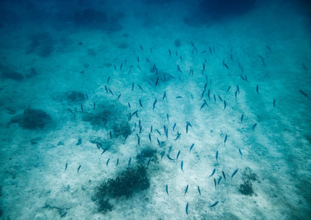 School small fish in blue sea