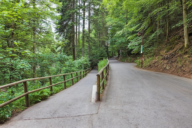 Schwarzwald forest in southwestern Germany