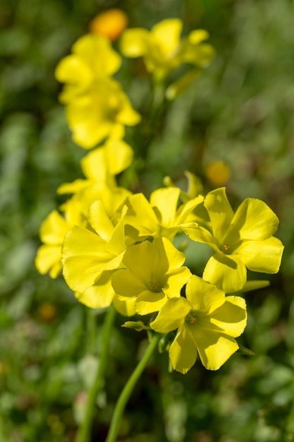 Scientific name is Oxalis pes-caprae（Oxalis cernua）.English name is buttercup oxalis.