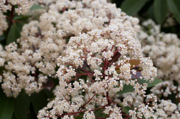 Scientific name Photinia serrulata or Pyracantha coccinea