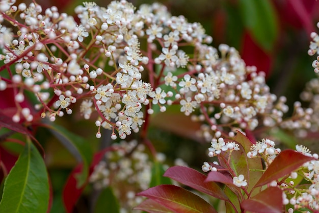 Scientific name Photinia serrulata or Pyracantha coccinea