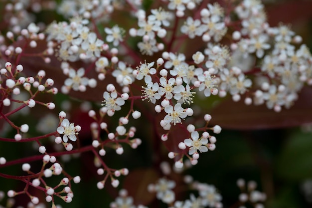 Scientific name Photinia serrulata or Pyracantha coccinea