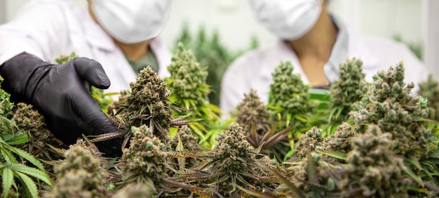 Scientist checking cannabis plants in marijuana garden indoor grow area before harvesting