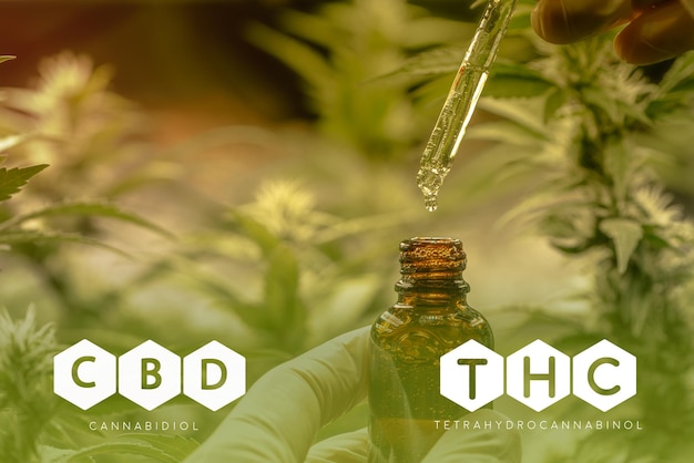 Scientist hand holding hemp oil in glass bottle formula chemical structure of CBD and THC cannabis industry marijuana cultivation pharmaceutical business and medical health green hemp plant