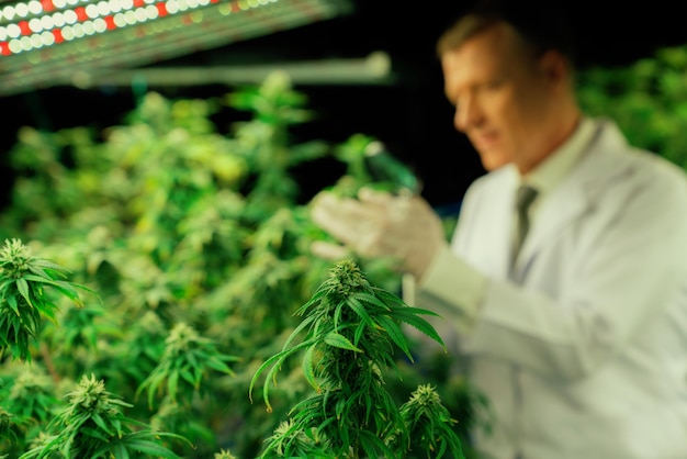 Scientist inspects gratifying buds on cannabis plant using magnifying glass