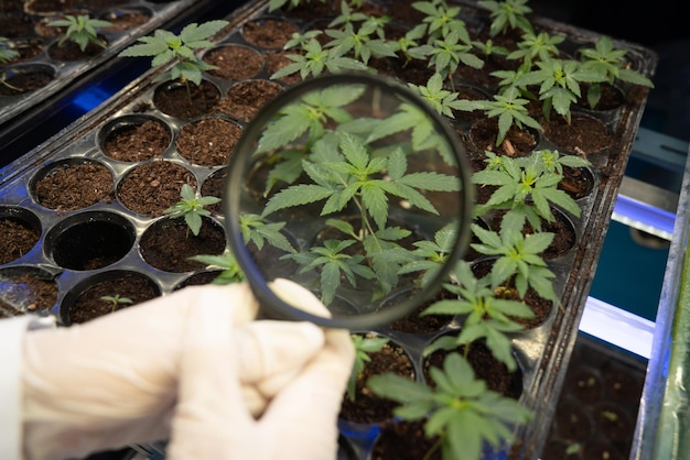 A scientist inspects gratifying young cannabis plant using a magnifying glass