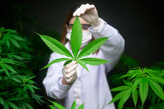 Scientist is checking and analyzing a cannabis leaves for experiment  hemp plant