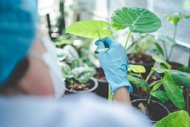 Scientist research in agriculture of leaf plant in medicine laboratory greenhouse, hemp or herb bud living in nature farm for drug, organic flower garden growth for industry with botany science