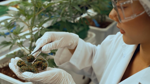 Scientist test cannabis product in curative indoor cannabis farm with scientific equipment before harvesting to produce cannabis products