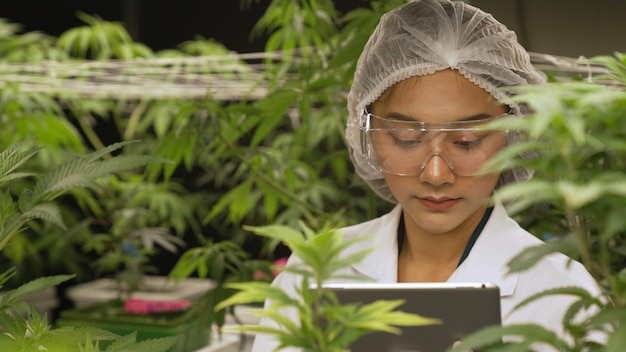 Scientist test cannabis product in curative indoor cannabis farm