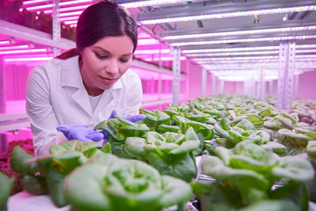 Scientist working in agricultural greenhouse