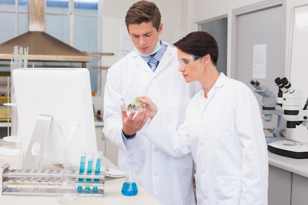 Scientists looking attentively at petri dish