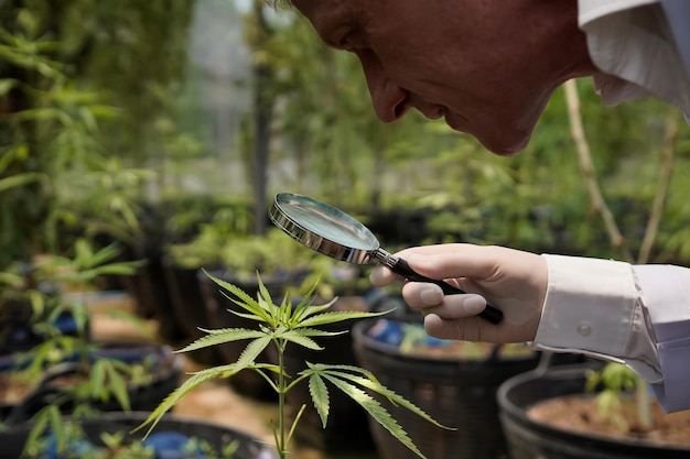 Scientists wearing masks glasses and gloves use laptops to examine cannabis plants in greenhouses Concept of alternative herbal medicine pharmaceutical industry