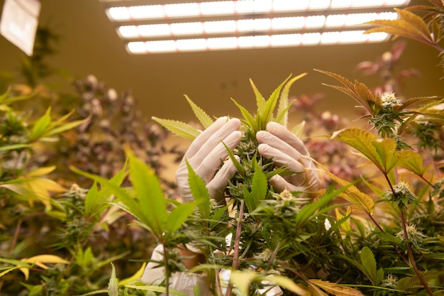 Scientists wearing masks goggles and gloves inspect marijuana plants in a greenhouse herbal alternative treatment cbd oil pharmaceutical industry