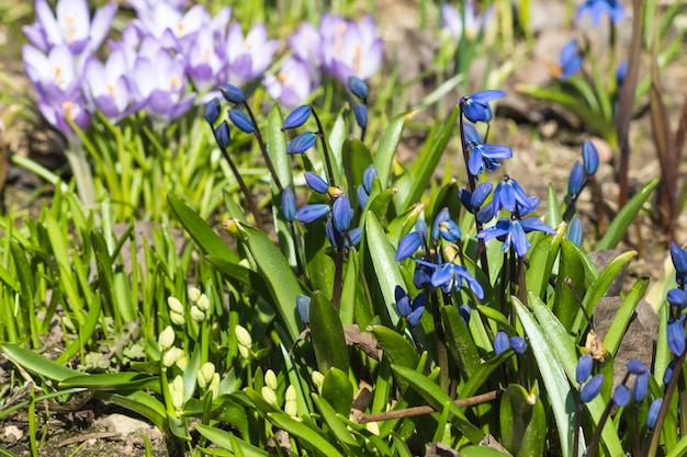 Scilla  blooming in the botanical garden