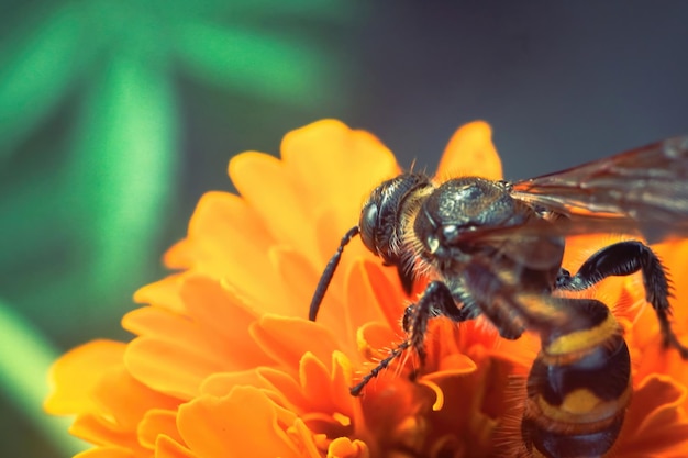 scoliidae wasp close up macro premium photo