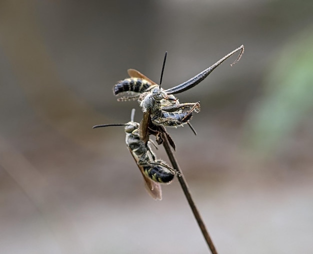 Scoliidae wasp Yellow Hairy Flower Wasp