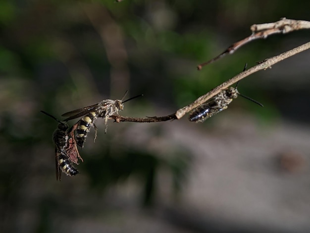 Scoliidae wasp Yellow Hairy Flower Wasp