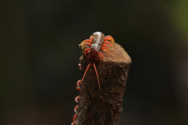 Scolopendra subspinipes is a species of very large centipede found throughout eastern Asia