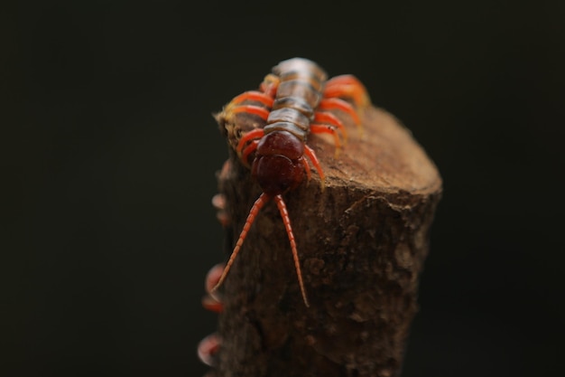 Scolopendra subspinipes is a species of very large centipede found throughout eastern Asia