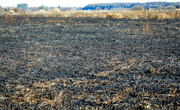 Photo scorched field of dry grass, day, filter