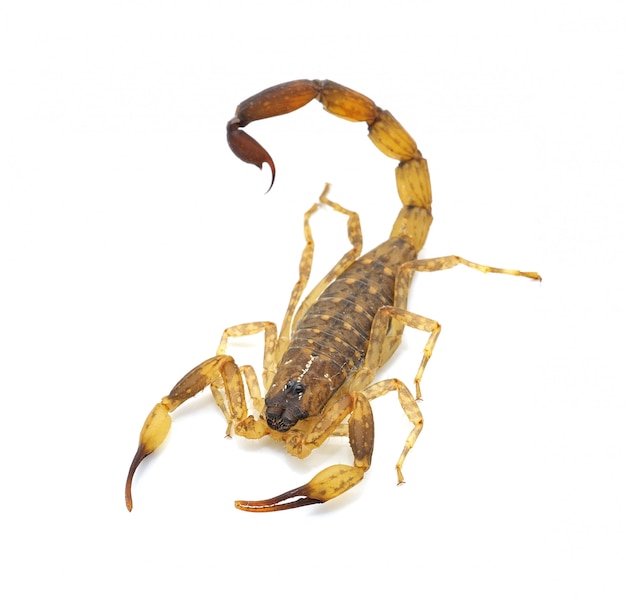 Scorpion  isolated on white 