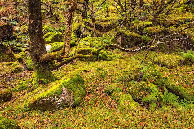 Scotland autumn