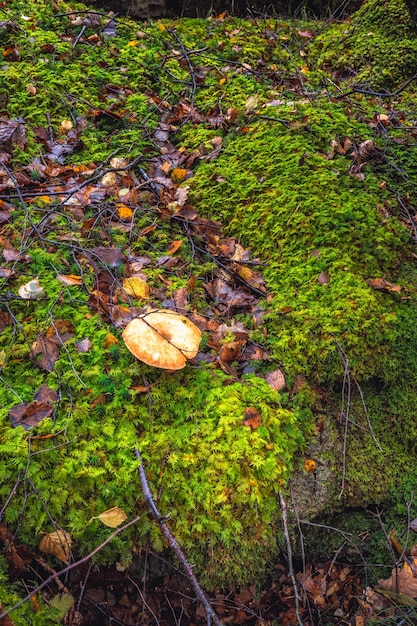 Scotland autumn