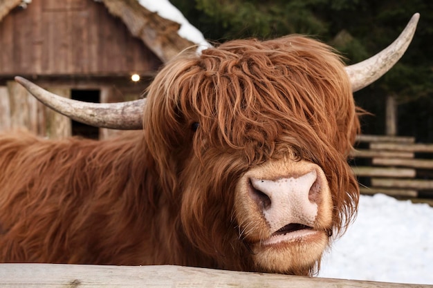 Scotland Cow close up Highland Scottish Cow Portrait Muzzle beehind wooden fence in contact zoo