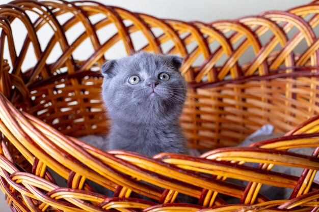 Scottish (British) lop-eared kitten. Portrait of a baby, cute scottish fold. Sits in a large basket alone. Color gray. Close-up, selective focus.