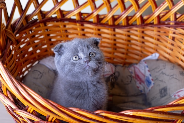 Scottish (British) lop-eared kitten. Portrait of a baby, cute scottish fold. Sits in a large basket alone. Color gray. Close-up, selective focus.