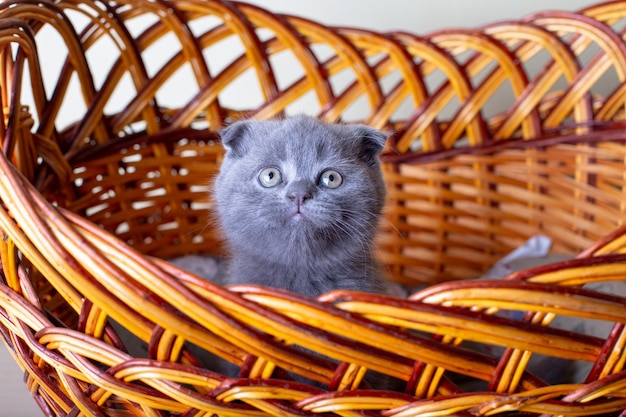 Scottish British lopeared kitten Portrait of a baby cute scottish fold Sits in a large basket alone Color gray Closeup selective focus