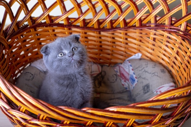 Scottish British lopeared kitten Portrait of a baby cute scottish fold Sits in a large basket alone Color gray Closeup selective focus