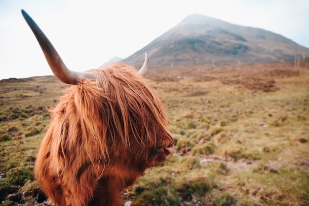 Scottish brown cow with great horns in the highlands (mountains) in Scotland. Close up.