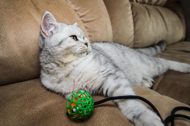 Scottish cat playing sofa