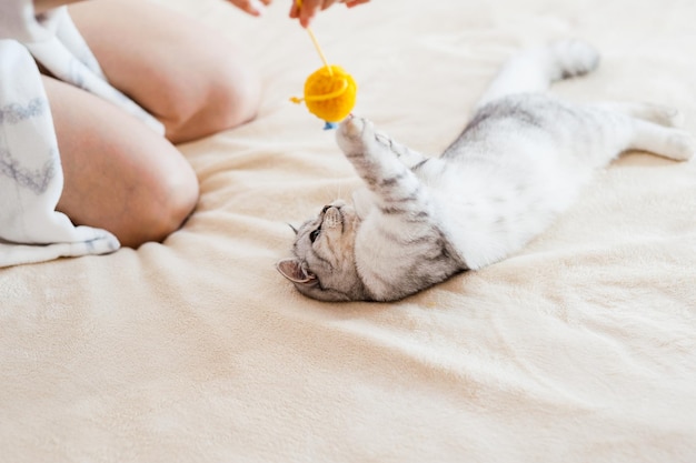 Scottish cat playing with toys