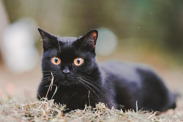 Scottish Fold black cat sitting on the grass looking at the camera