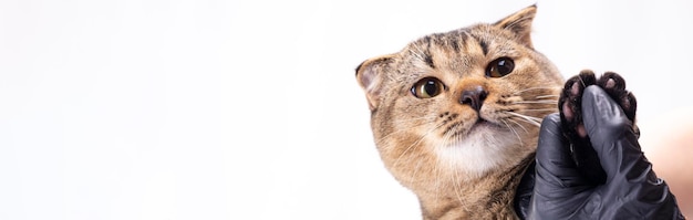 Scottish fold brown cat shows a paw with clipped claws