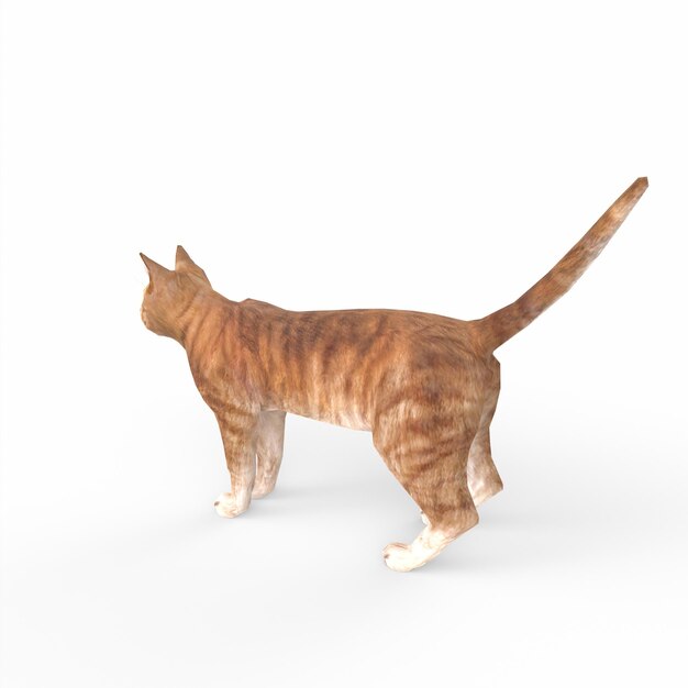 Photo scottish fold cat 3d modelling