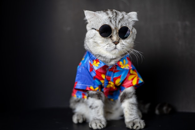 Scottish fold cat are wear sunglass and shirt.