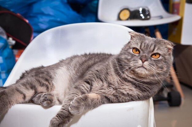 Scottish fold cat breed lovely. Little scottish fold Cat cute ginger kitten in the fluffy pet is feeling happy and cat lovely comfortable . love to animals pet concept .